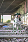 Pointer-Mongrel