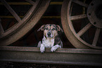 Pointer-Mongrel
