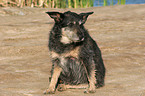 14 years old mongrel