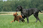 playing dogs