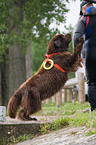 rescue dog