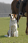 rider accompanied by dog