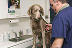 at veterinarian