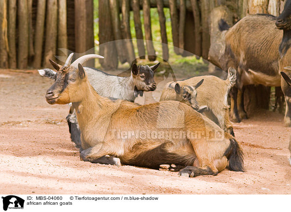 african african goats / MBS-04060