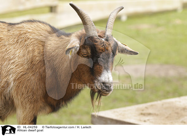 African dwarf goat / HL-04259