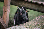 African pygmy goat