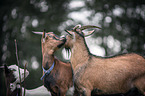 African pygmy goats