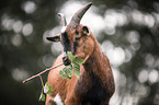 African pygmy goat