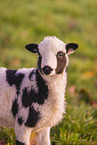 african pygmy goat