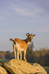 african pygmy goat