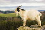 african pygmy goat