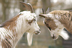 African dwarf goat