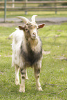 African dwarf goat