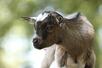 African dwarf goat