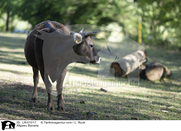 Allguer Braunvieh / Allgaeu Bavaria / LR-01017