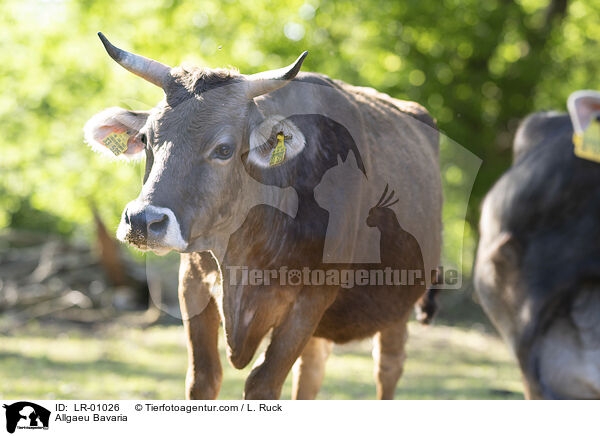 Allguer Braunvieh / Allgaeu Bavaria / LR-01026