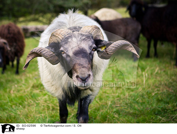 sheep / SO-02596