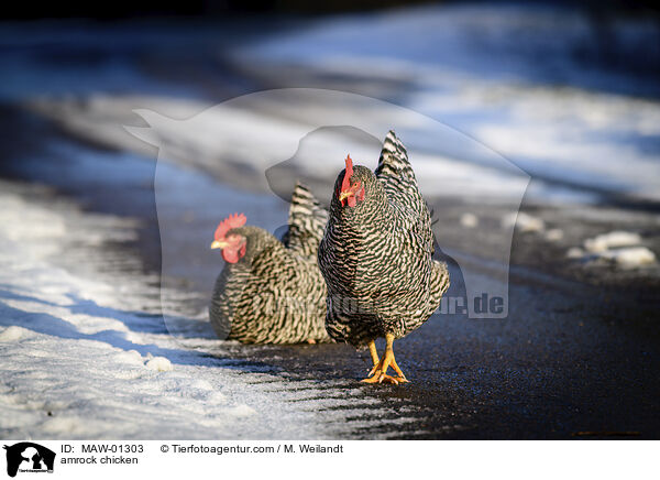 amrock chicken / MAW-01303