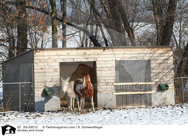 Andalusischer Riesenesel und Paint Horse / donkey and horse / SS-26512