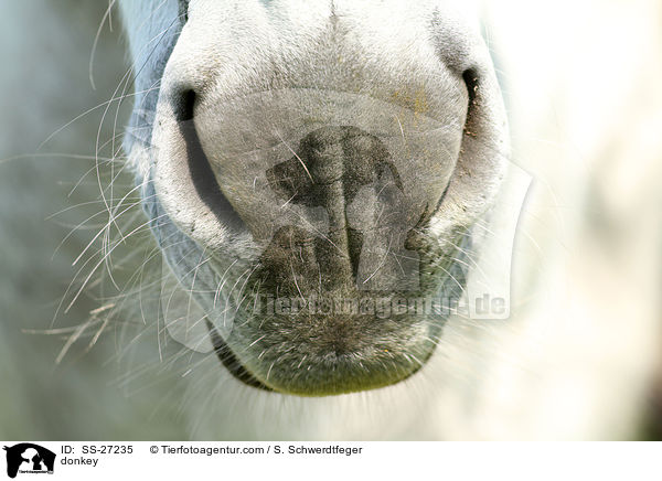 Andalusischer Riesenesel / donkey / SS-27235