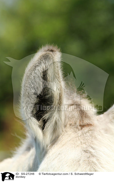 Andalusischer Riesenesel / donkey / SS-27246