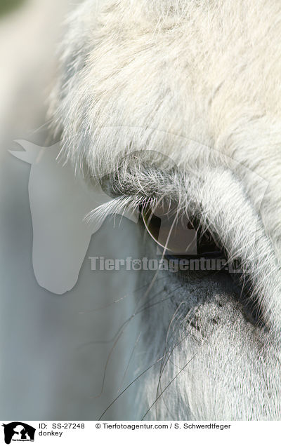 Andalusischer Riesenesel / donkey / SS-27248
