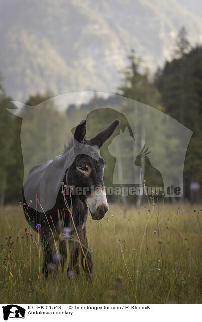 Andalusischer Riesenesel / Andalusian donkey / PK-01543