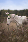 Andalusian donkey