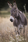 Andalusian donkey