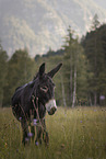Andalusian donkey