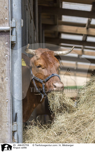 Angus cattle / AM-05759
