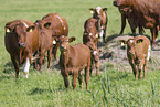 Angus cattle