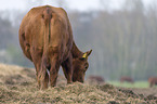 Angus cattle