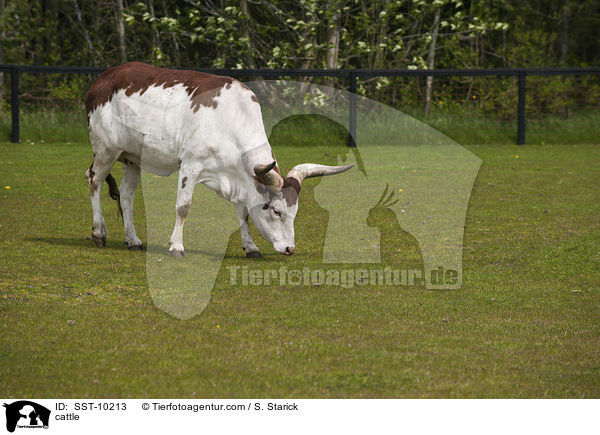 cattle / SST-10213