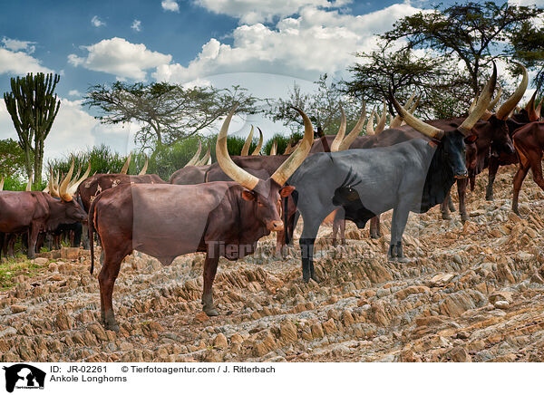 Ankole Longhorns / JR-02261