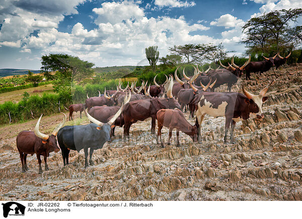 Ankole Longhorns / JR-02262