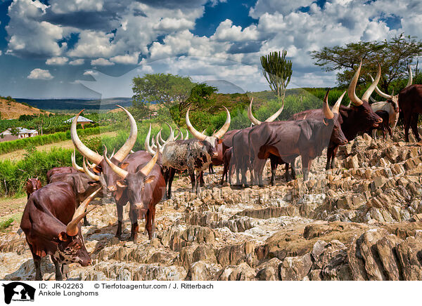 Ankole Longhorns / JR-02263