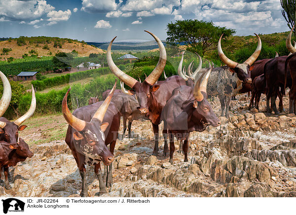 Ankole Longhorns / JR-02264