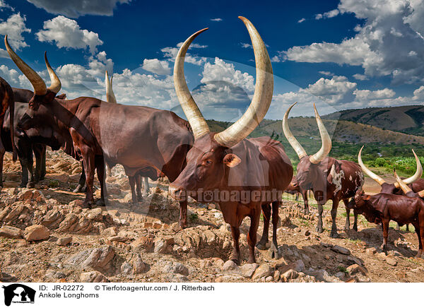 Ankole Longhorns / JR-02272