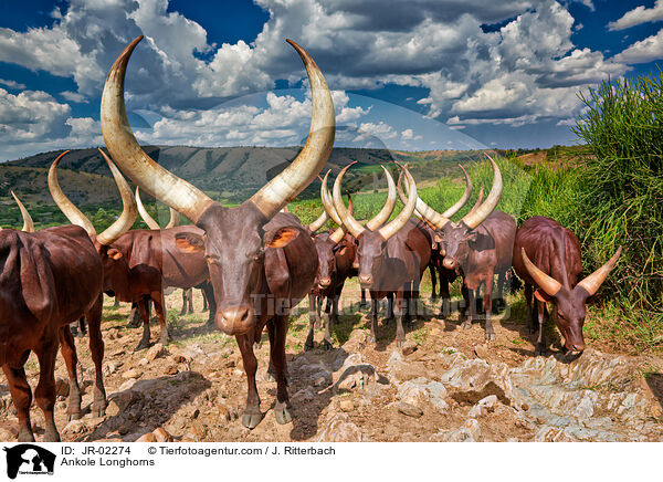Ankole Longhorns / JR-02274