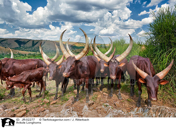 Ankole Longhorns / JR-02277