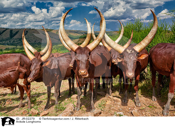 Ankole Longhorns / JR-02279