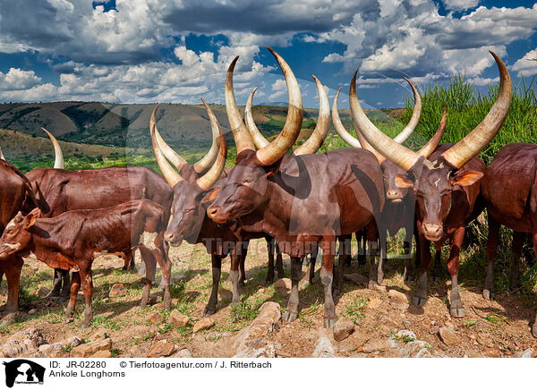 Watussirinder / Ankole Longhorns / JR-02280