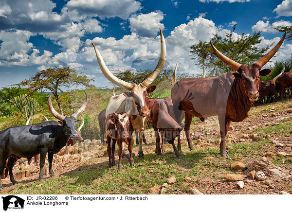 Ankole Longhorns / JR-02286