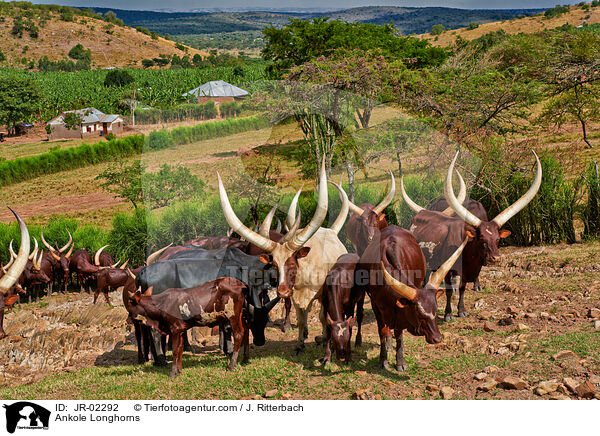 Ankole Longhorns / JR-02292