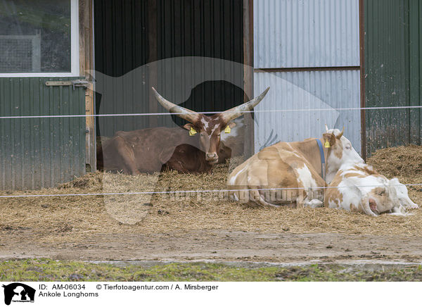 Ankole Longhorns / AM-06034
