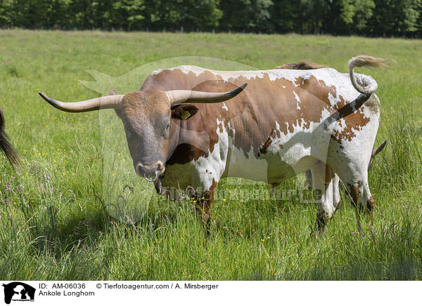 Ankole Longhorn / AM-06036