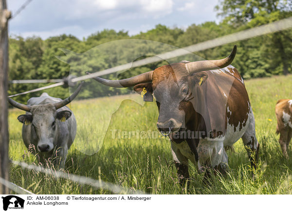 Ankole Longhorns / AM-06038