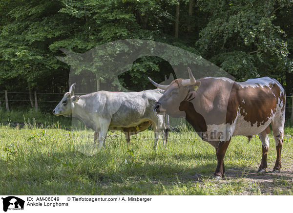 Watussirinder / Ankole Longhorns / AM-06049