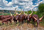 Ankole Longhorns